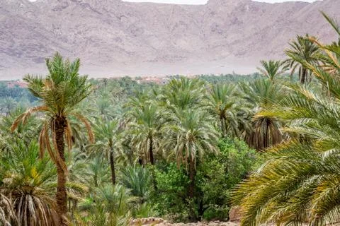 Desert of figuig Foto stock