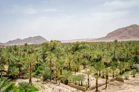 Desert of figuig Stock Photos