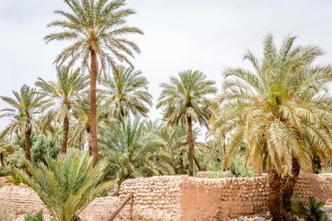 Desert of figuig Stock Photos