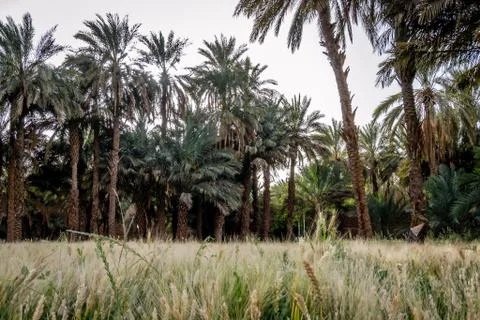 Desert of figuig Stock Photos