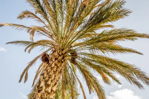 Desert of figuig Stock Photos