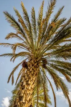 Desert of figuig Stock-Fotos