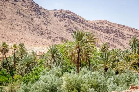 Desert of figuig Stock Photos