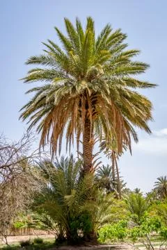 Desert of figuig Stock Photos