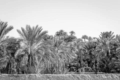 Desert of figuig Stock Photos