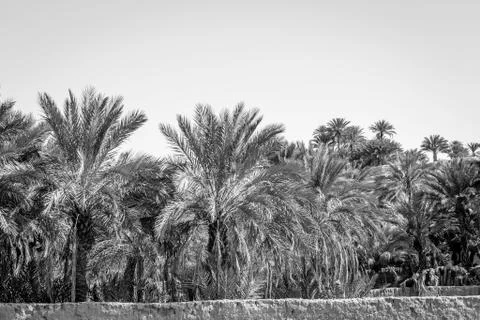 Desert of figuig Stock Photos