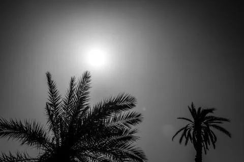 Desert of figuig Stock Photos