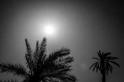 Desert of figuig Stock Photos