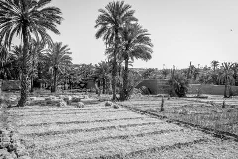 Desert of figuig Stock Photos