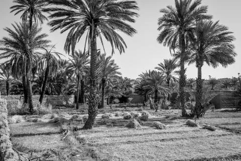 Desert of figuig Stock Photos