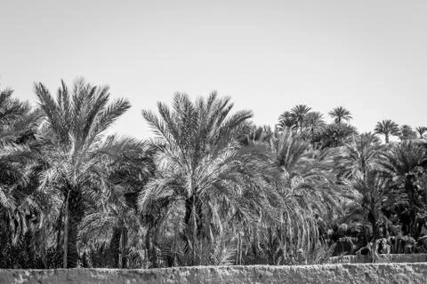Desert of figuig Stock Photos