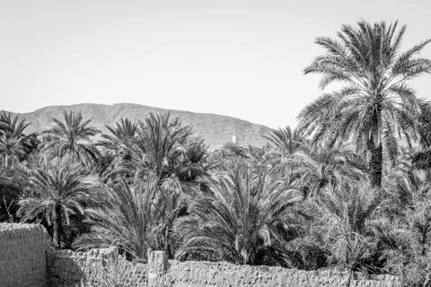 Desert of figuig Stock Photos