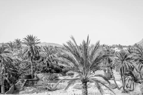 Desert of figuig Stock Photos