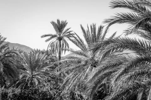 Desert of figuig Stock Photos
