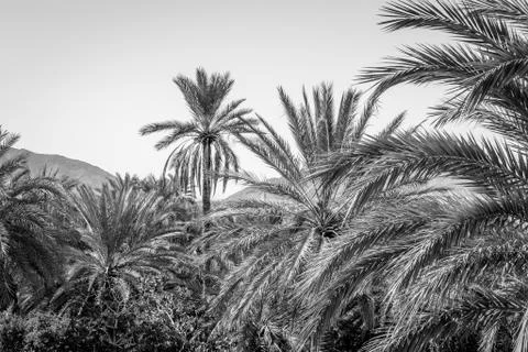 Desert of figuig Stock Photos