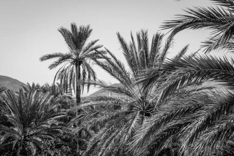 Desert of figuig Stock Photos