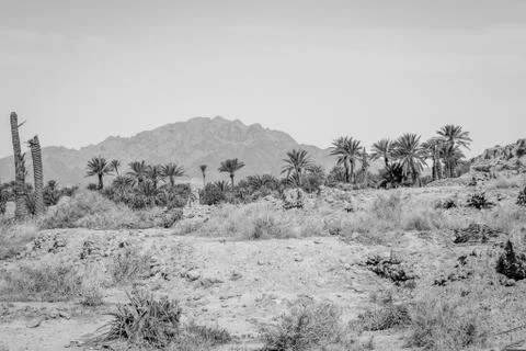 Desert of figuig Stock Photos