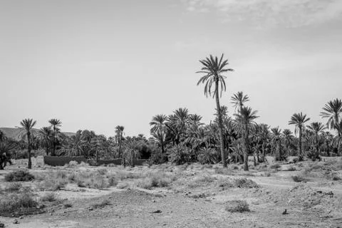 Desert of figuig Stock Photos
