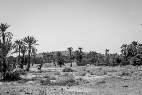 Desert of figuig Stock-Fotos