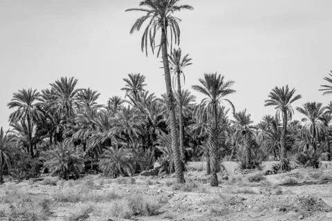 Desert of figuig Stock Photos