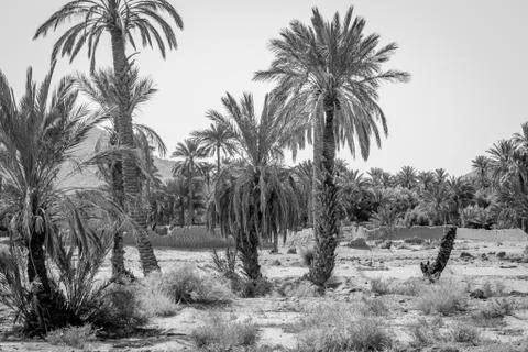Desert of figuig Stock Photos