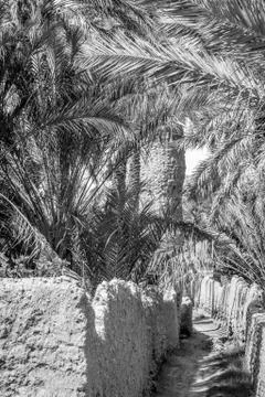 Desert of figuig Stock Photos