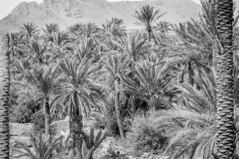 Desert of figuig Stock Photos