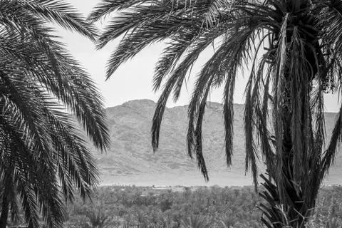 Desert of figuig 스톡 사진