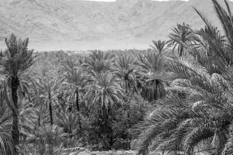 Desert of figuig Stock Photos