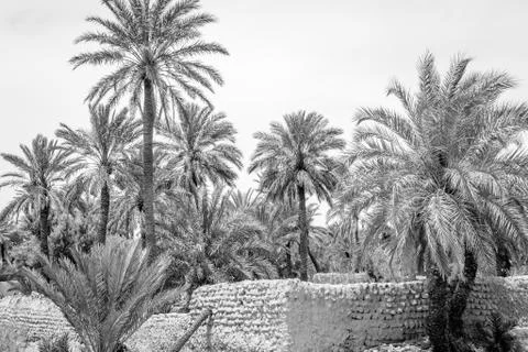 Desert of figuig Stock Photos