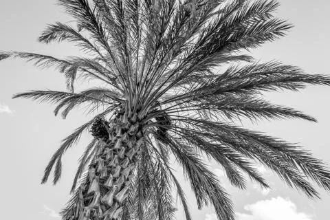 Desert of figuig Foto stock