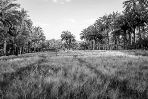 Desert of figuig Stock Photos