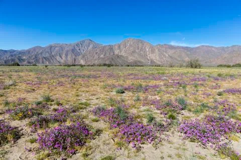 Desert Five-spot blooming in spring - Anza-Borrego Desert State Park, Califor Stock Photos