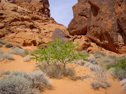 Desert flora Stock Photos