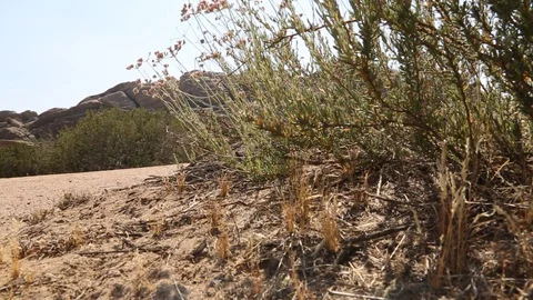 Desert flora in wind, large rocks in BG Video stock 90073037