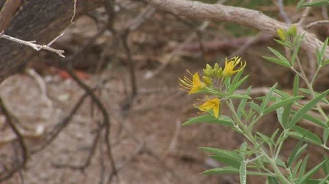 Desert Flower 2 Stock Footage 10610609
