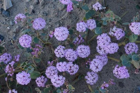 Desert flower bloom Stock Photos