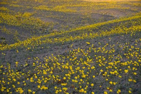 Desert flower bloom Stock Photos