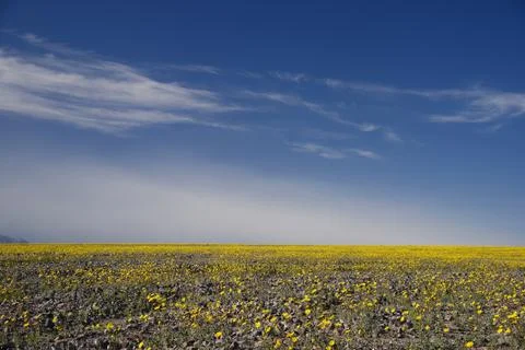 Desert flower bloom Stock Photos