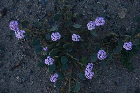 Desert flower bloom Stock Photos