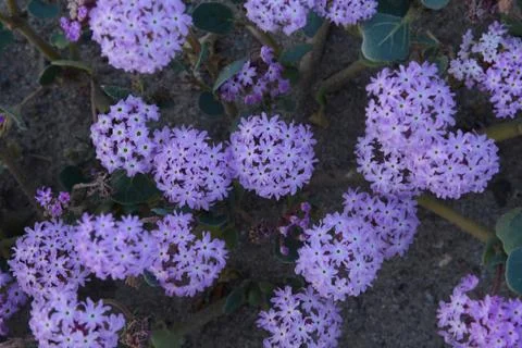 Desert flower bloom Stock Photos