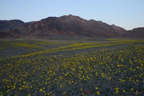 Desert flower bloom Stock Photos