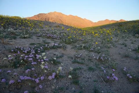 Desert flower bloom Stock Photos