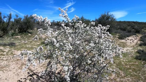 Desert Flower Bush Stock Footage
