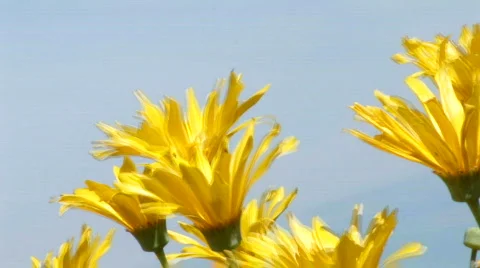 Desert Flower-CU-Side View Blowing in the wind 動画素材 108930