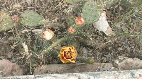 Desert Flower Stock-Footage 668922
