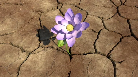 Desert Flower Stock Footage 42909331