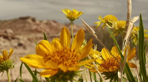 Desert Flower with Insects in Slow Motion Background DOF Stock Footage 39763521