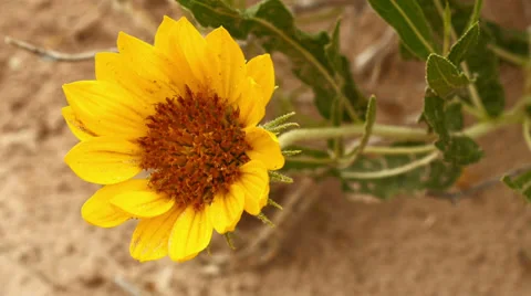 Desert Flower with Insects in Slow Motion From Above Stock Footage 39763749