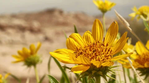 Desert Flower with Insects in Slow Motion From Side DOF Stock Footage 39763769